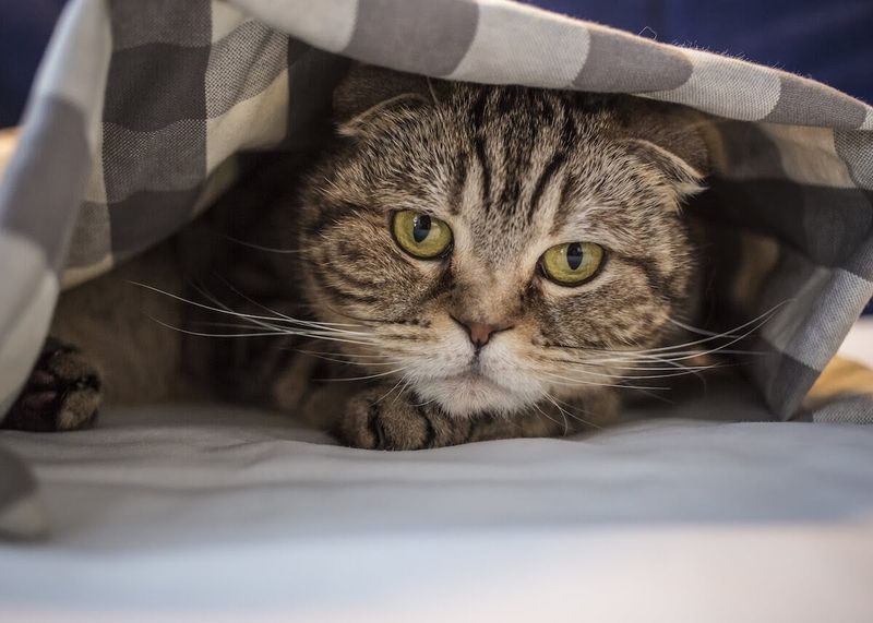 Respect Your Cat's Communication Signals