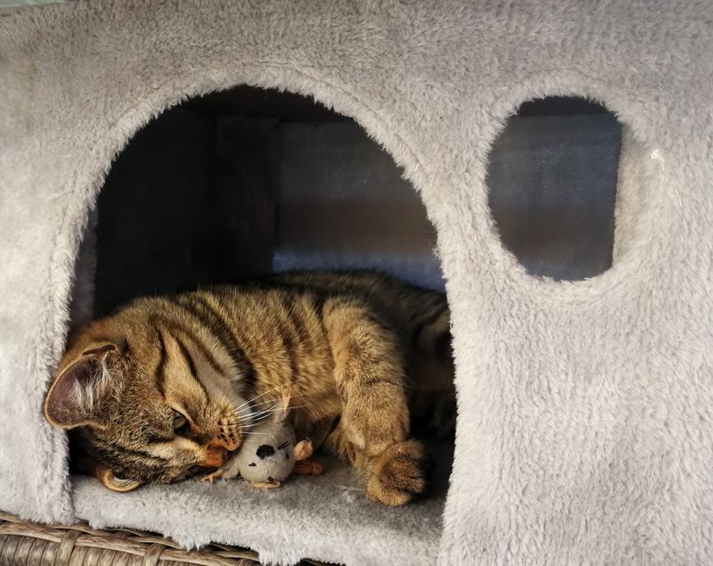 Respect the Cat’s Space