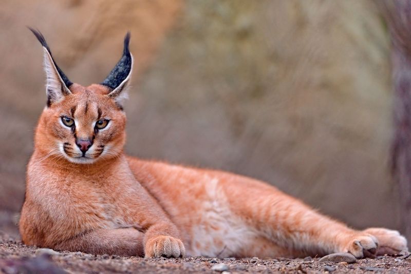 Respecting Wildlife and Habitats