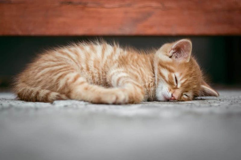 Resting During the Hottest Hours