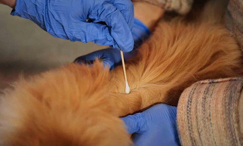 Restrain Your Cat Gently