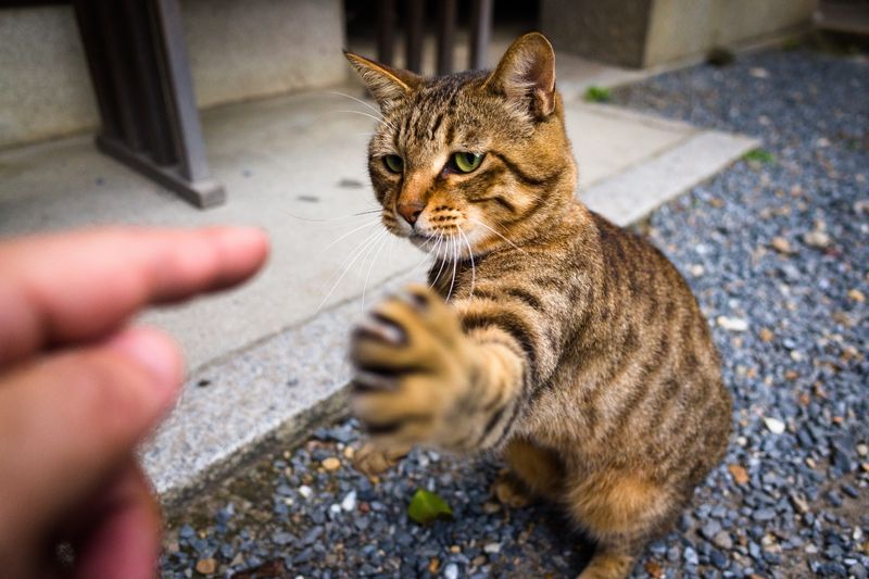 Retractable Claws