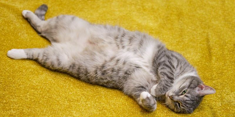 Rolling Over and Exposing Their Belly