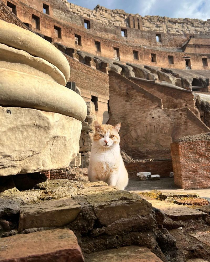 Rome's Ancient Feline Colonies
