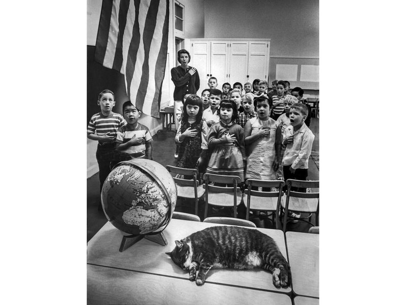 Room 8: America's Beloved School Cat