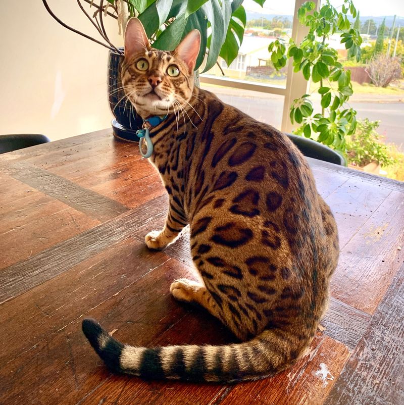Rosette Bengal: The Mini Leopard Marvel