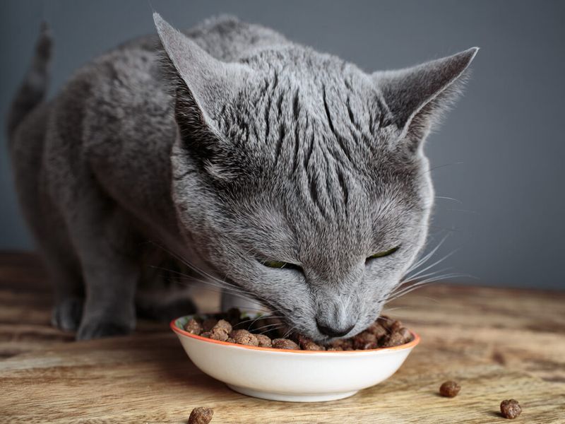Rotting or Spoiled Food (Even When We Can't)