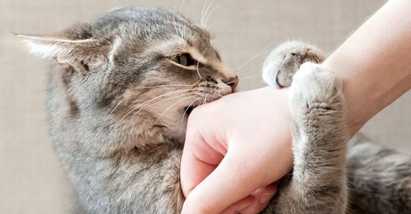 Rough Play With Hands