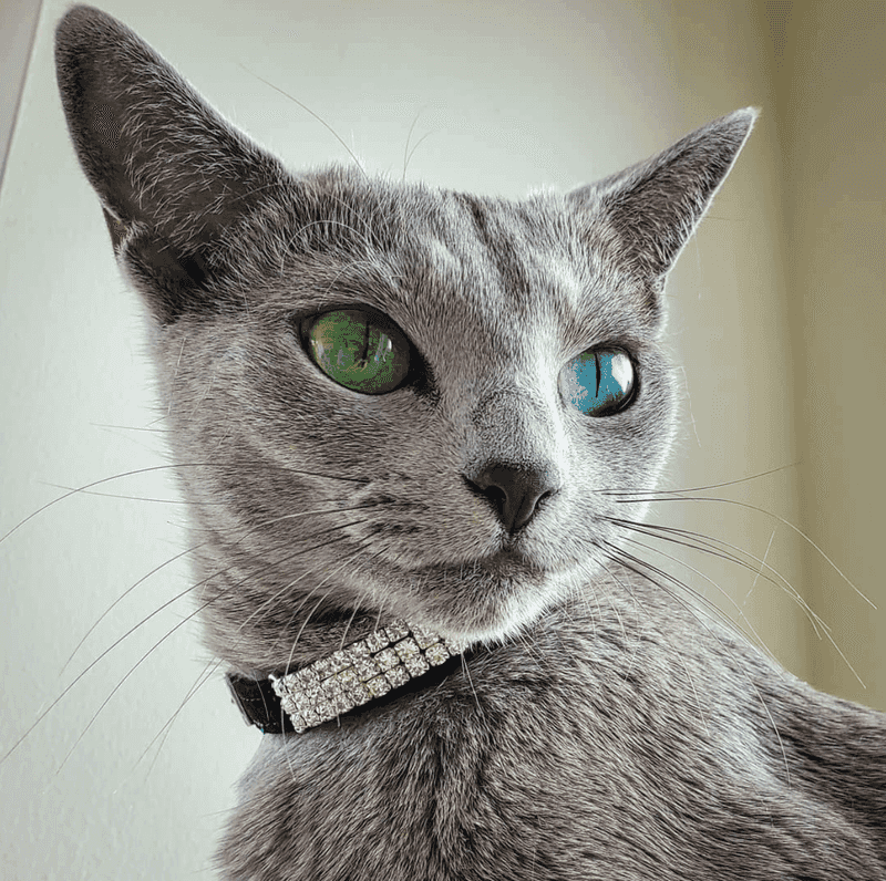 Russian Blue