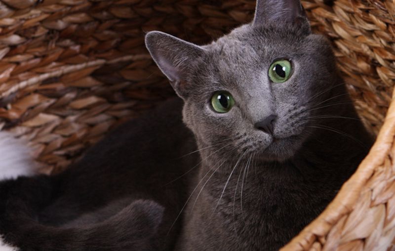 Russian Blue