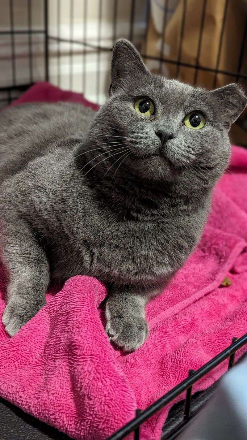 Russian Blue