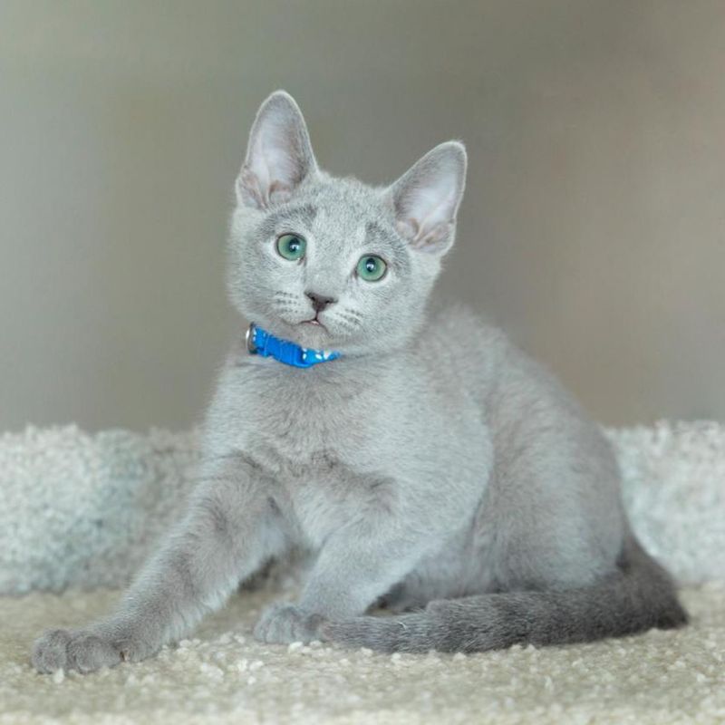 Russian Blue