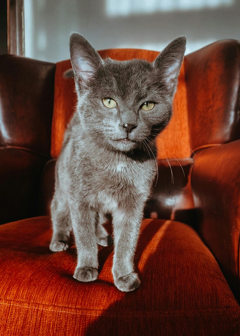 Russian Blue