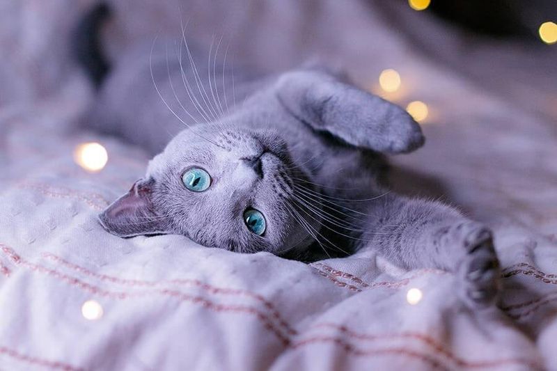 Russian Blue