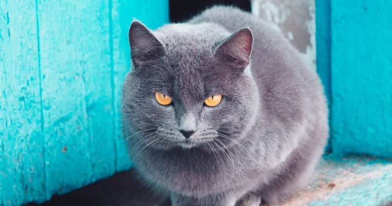 Russian Blue