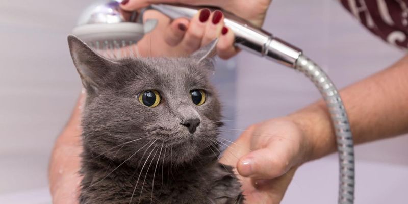 Russian Blue