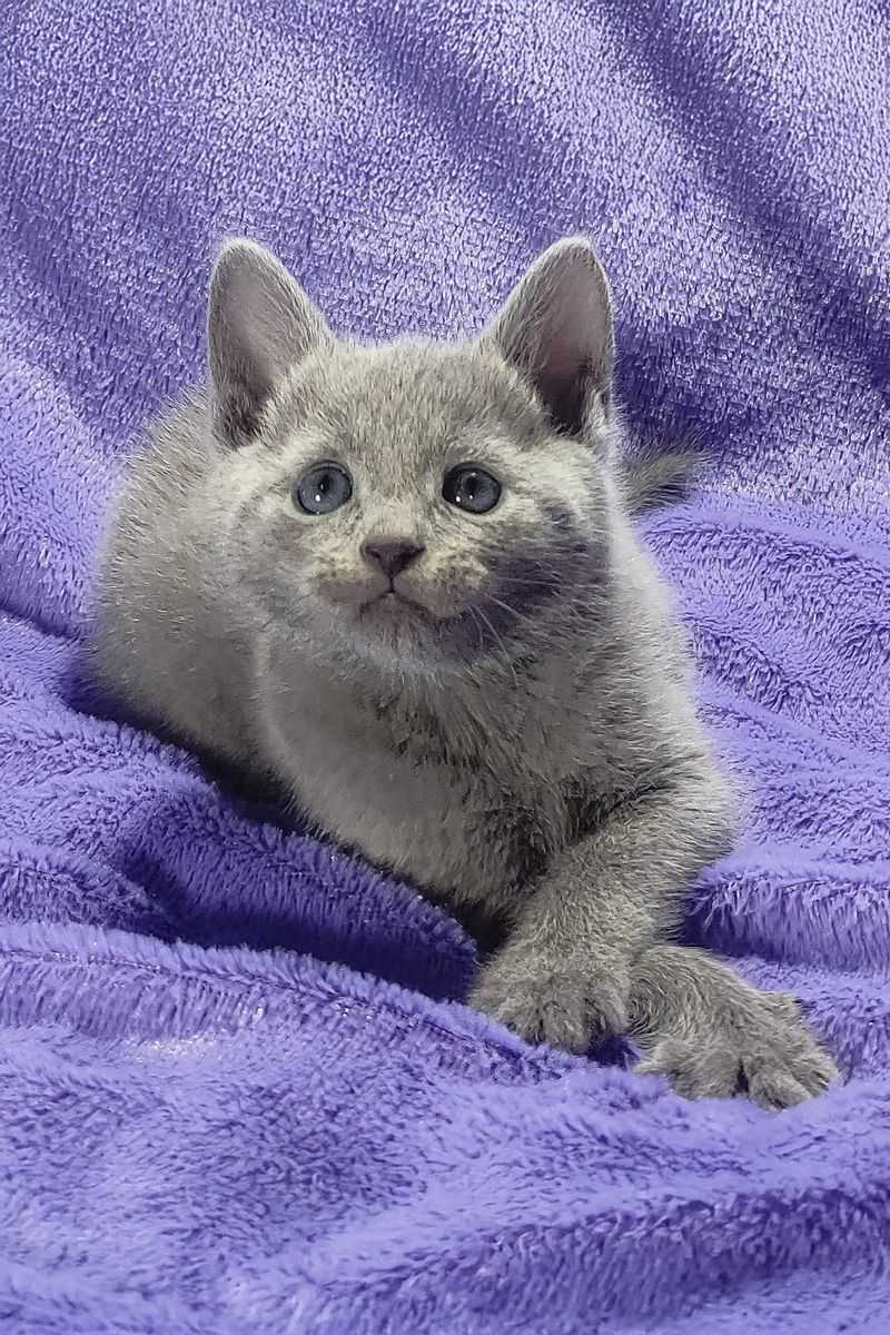 Russian Blue