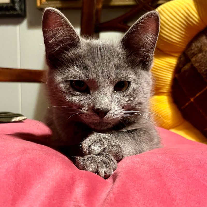 Russian Blue