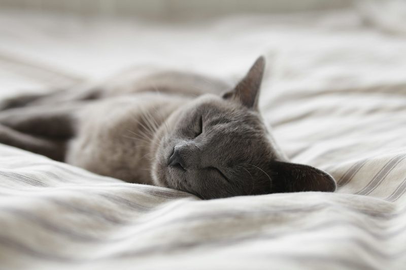 Russian Blue