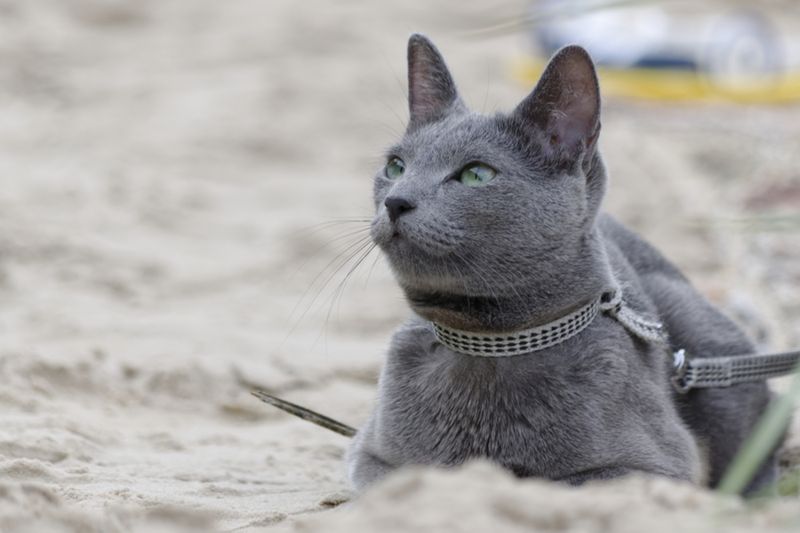 Russian Blue
