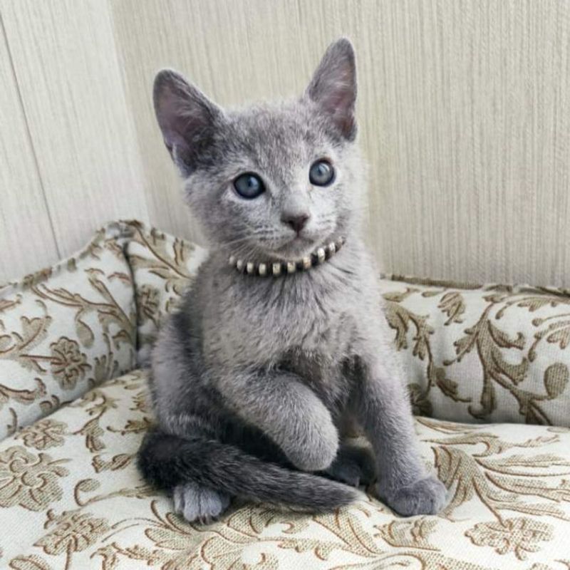 Russian Blue