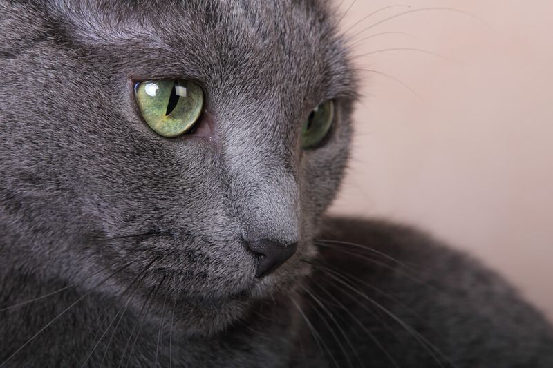 Russian Blue