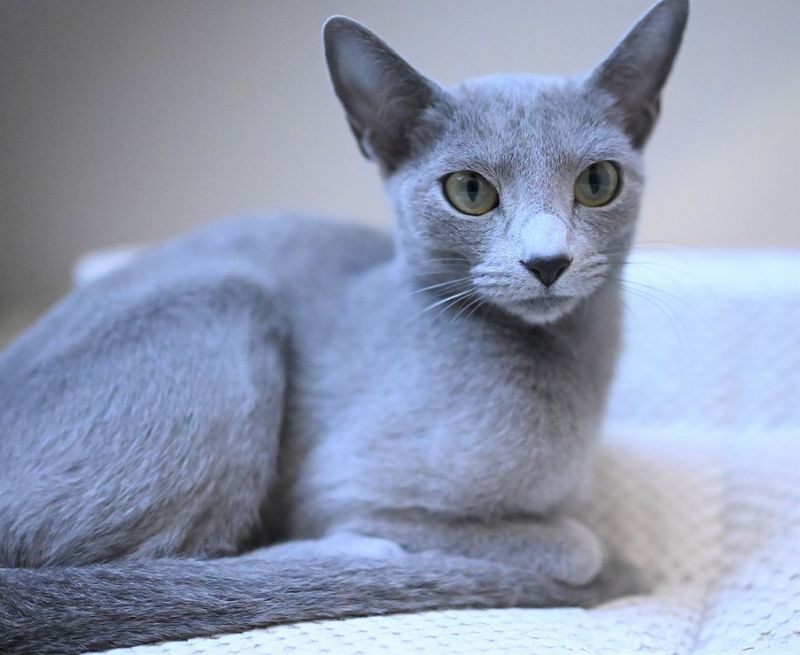 Russian Blue