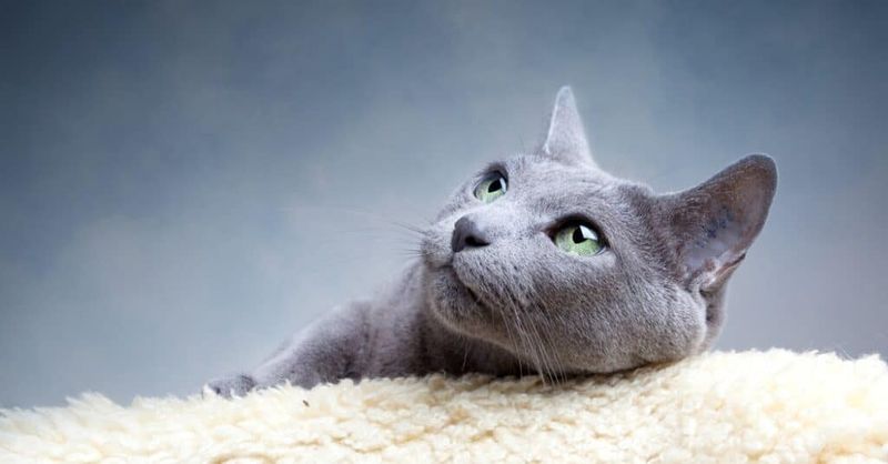 Russian Blue