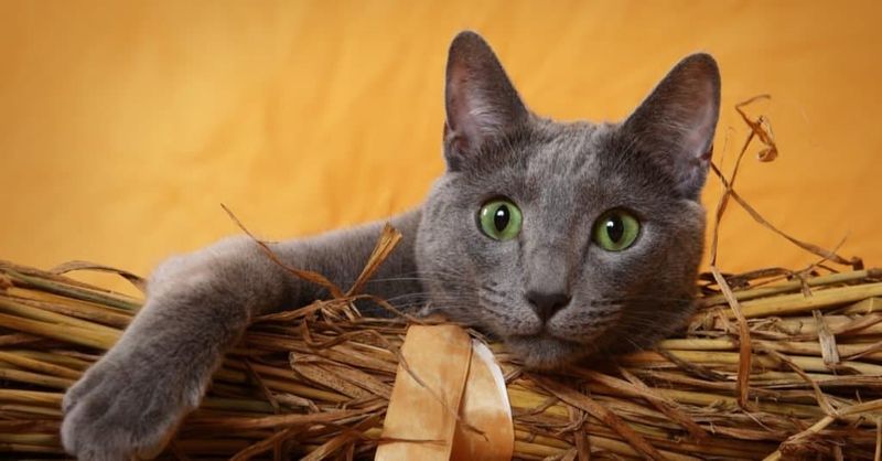 Russian Blue