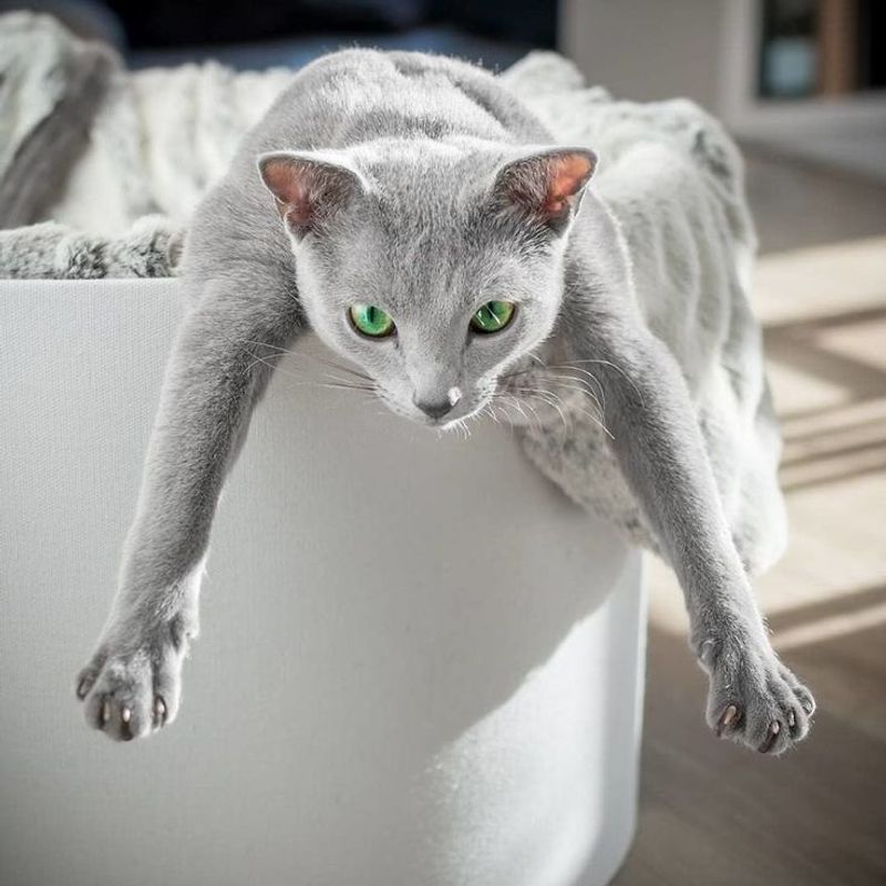 Russian Blue