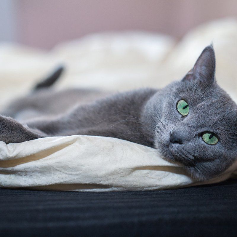 Russian Blue