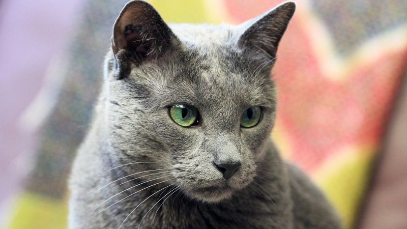 Russian Blue