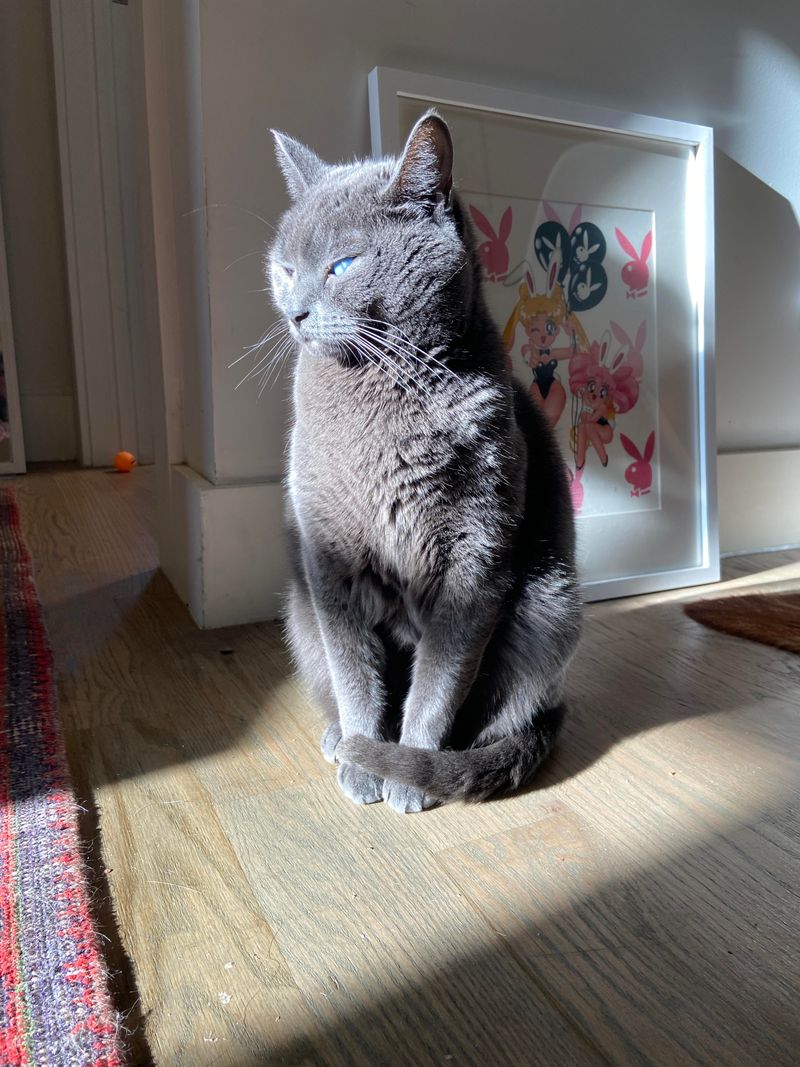 Russian Blue