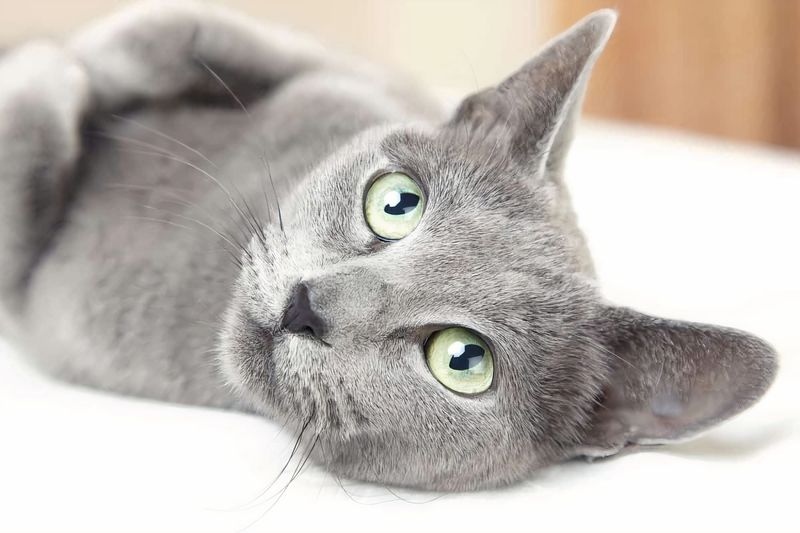 Russian Blue