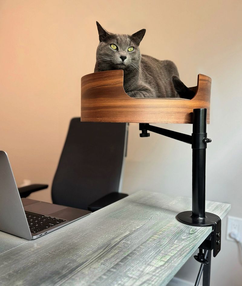 Russian Blue