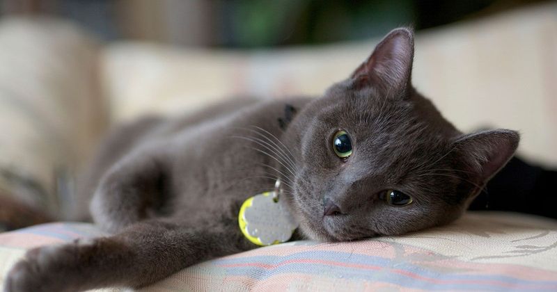 Russian Blue