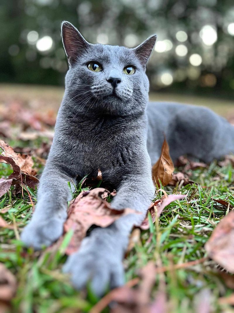 Russian Blue