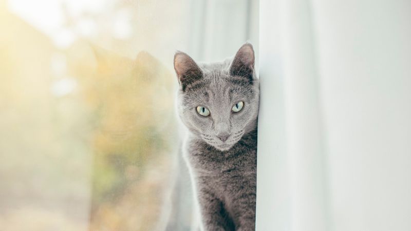 Russian Blue