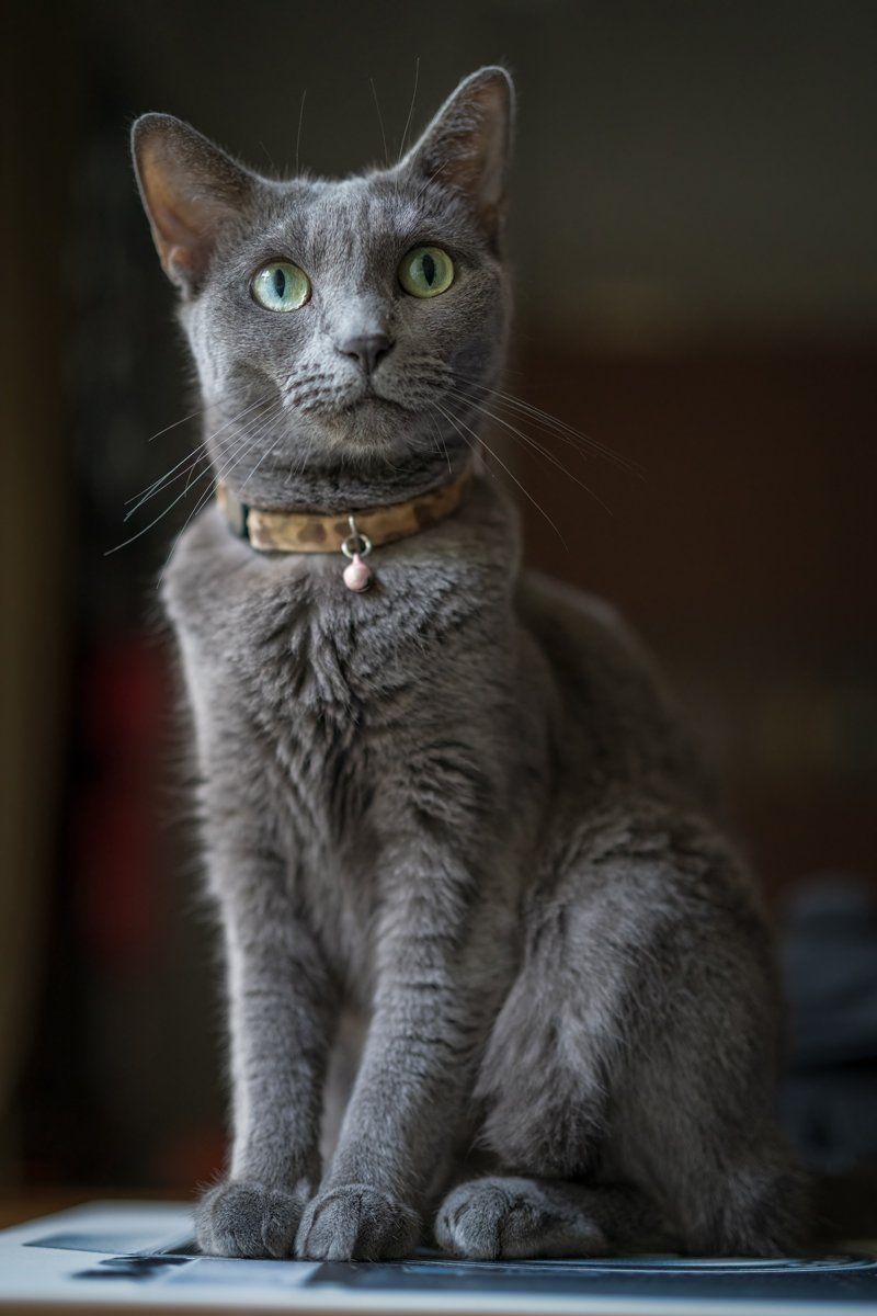 Russian Blue