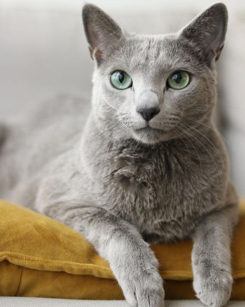 Russian Blue: Aristocratic Reserved Royalty