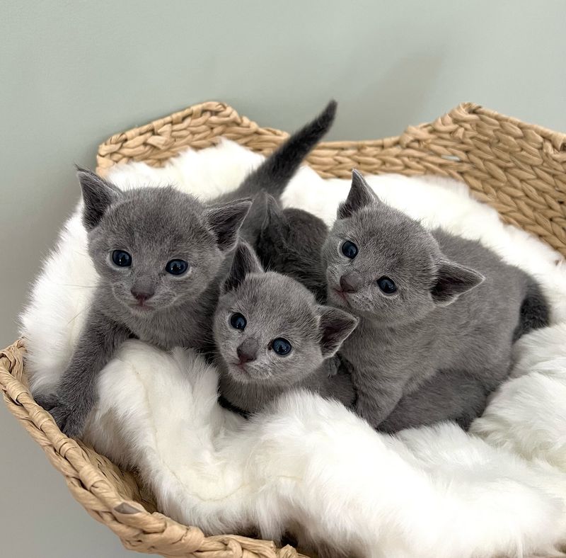 Russian Blue: Regal Silver Sheen