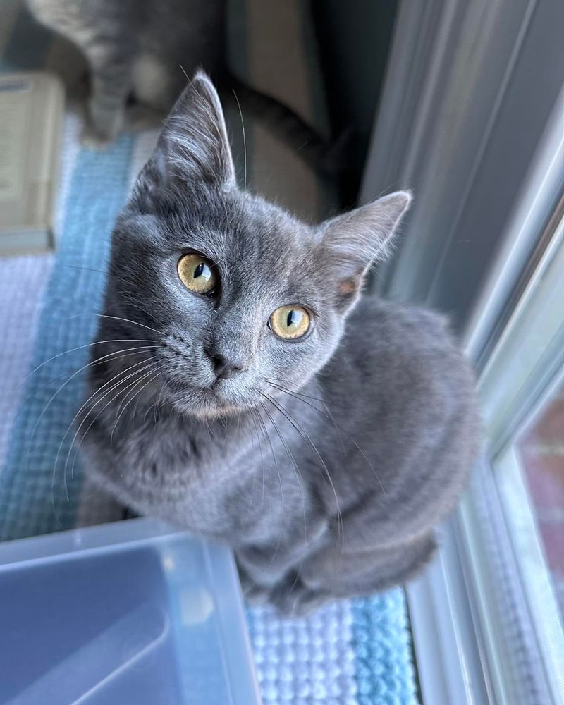 Russian Blue: Reserved Roommates