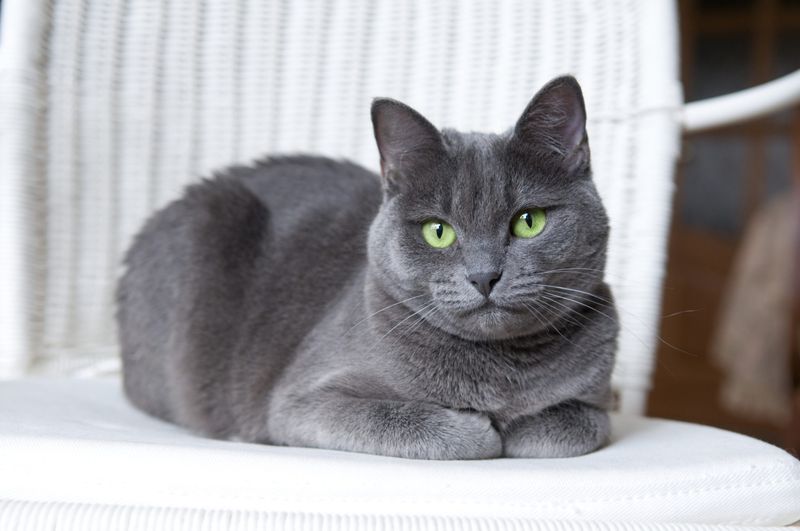 Russian Blue: Reserved Royalty with Secret Affection