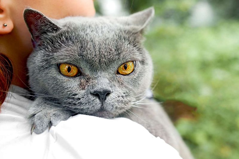 Russian Blue: The Reserved Romantic