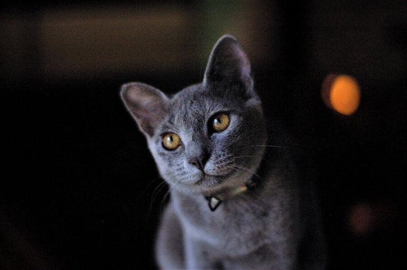 Russian Blue
