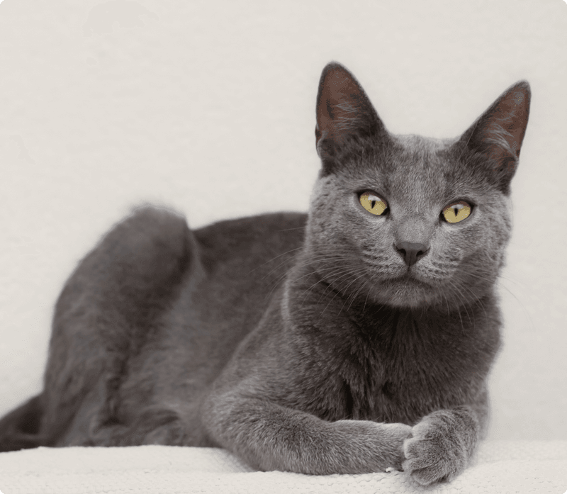 Russian Blue