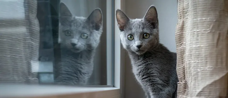Russian Blue