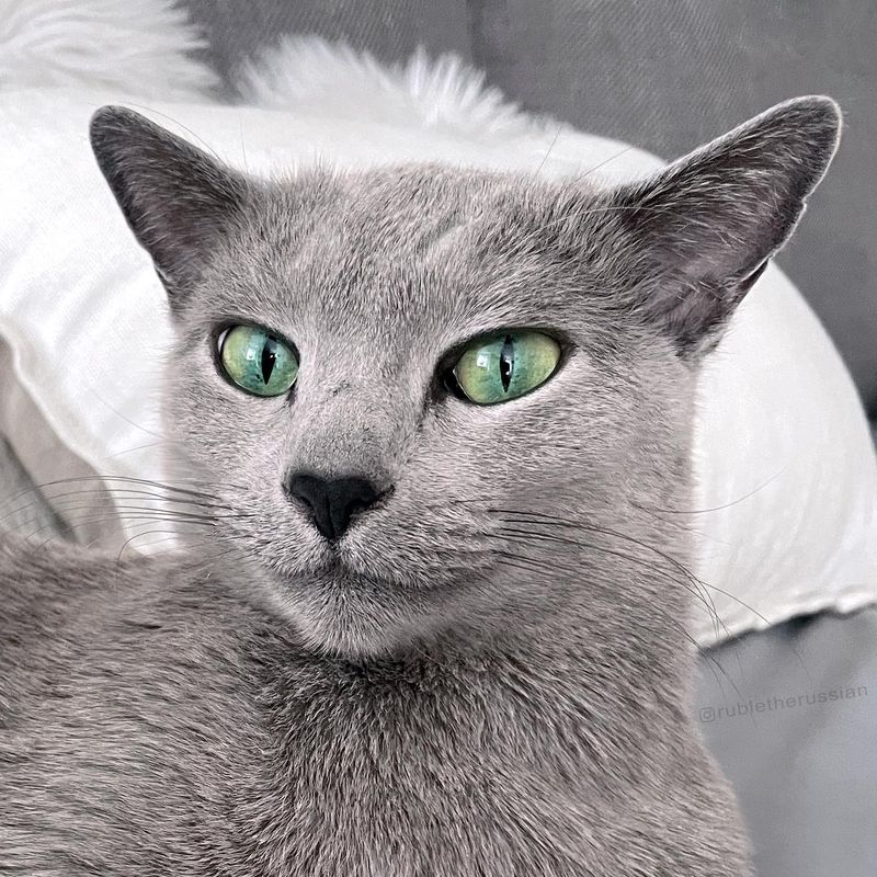 Russian Blues: Naturally Blessed with Good Health