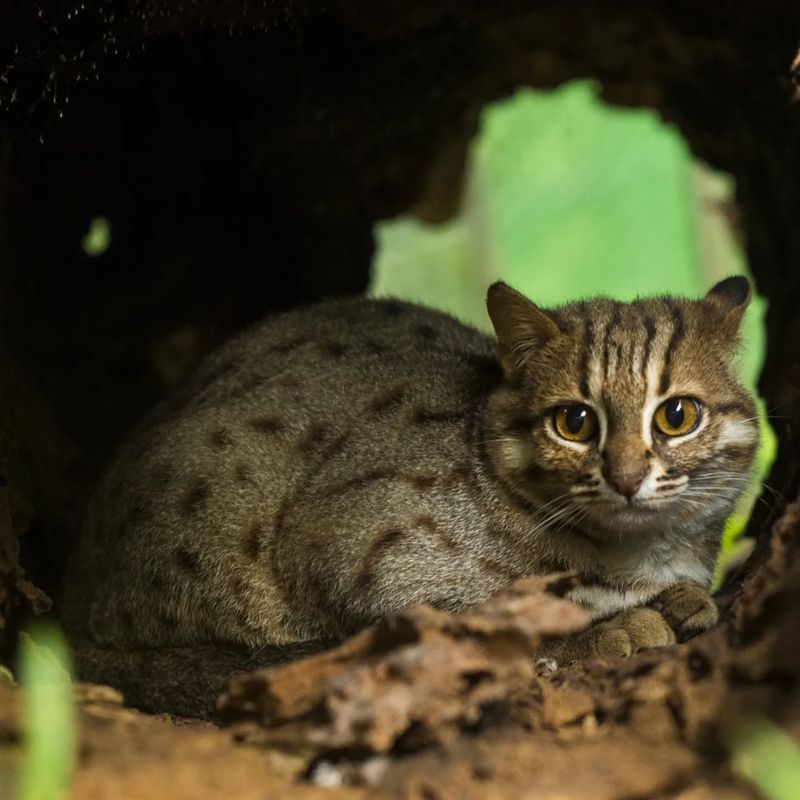 Rusty-Spotted Cat