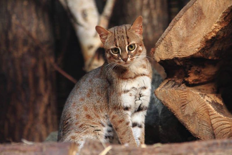 Rusty-Spotted Cat